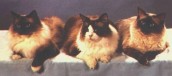 The British Ragdoll Cat Club