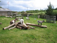 Goats at play