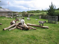 Goats at play